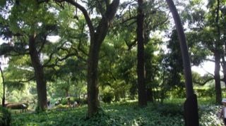 The Hibiya Park in Tokyo