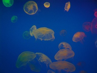 Oita Umi Tamago Aquarium